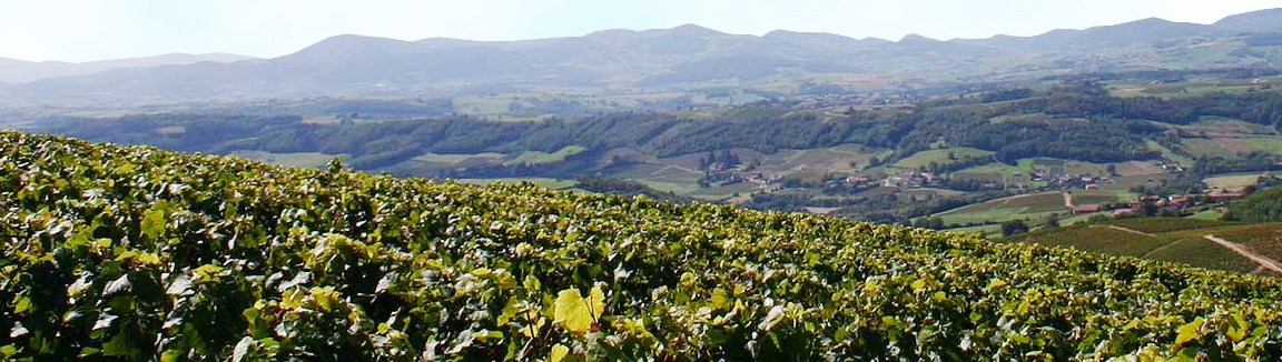 Vigne en beaujolais - Domaine des Fonterouilles