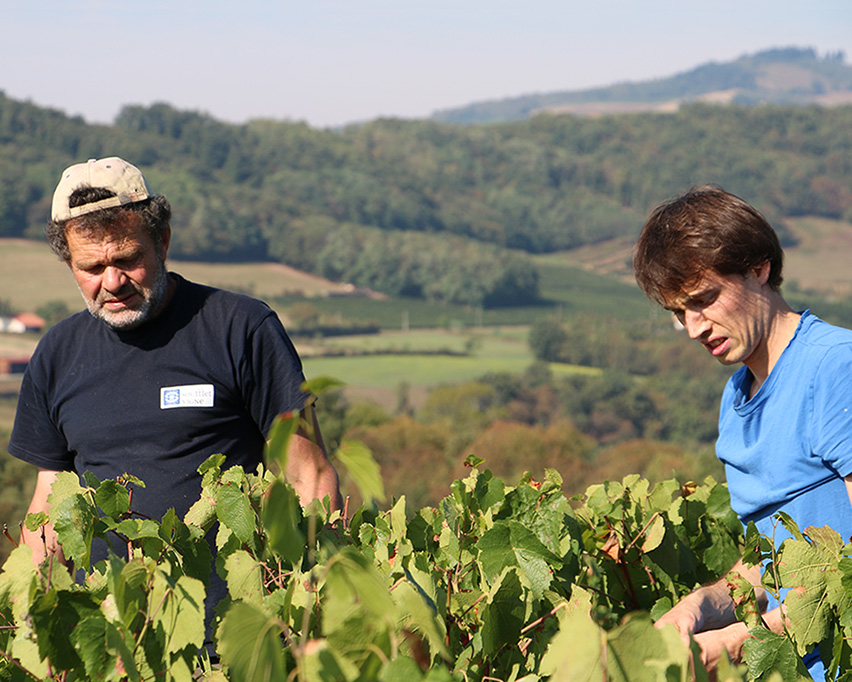 Les vendanges