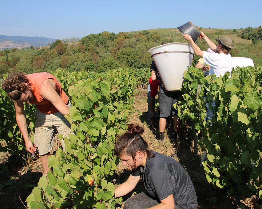 Les vendanges