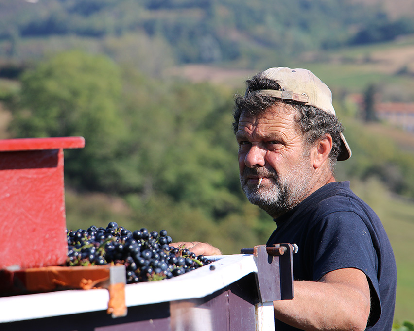 Les vendanges