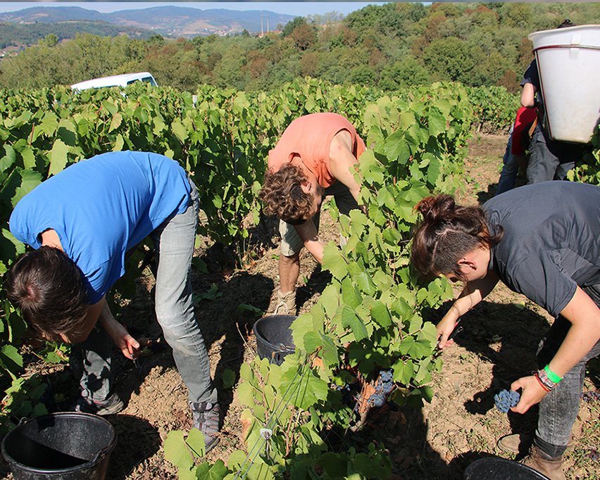 Les vendanges