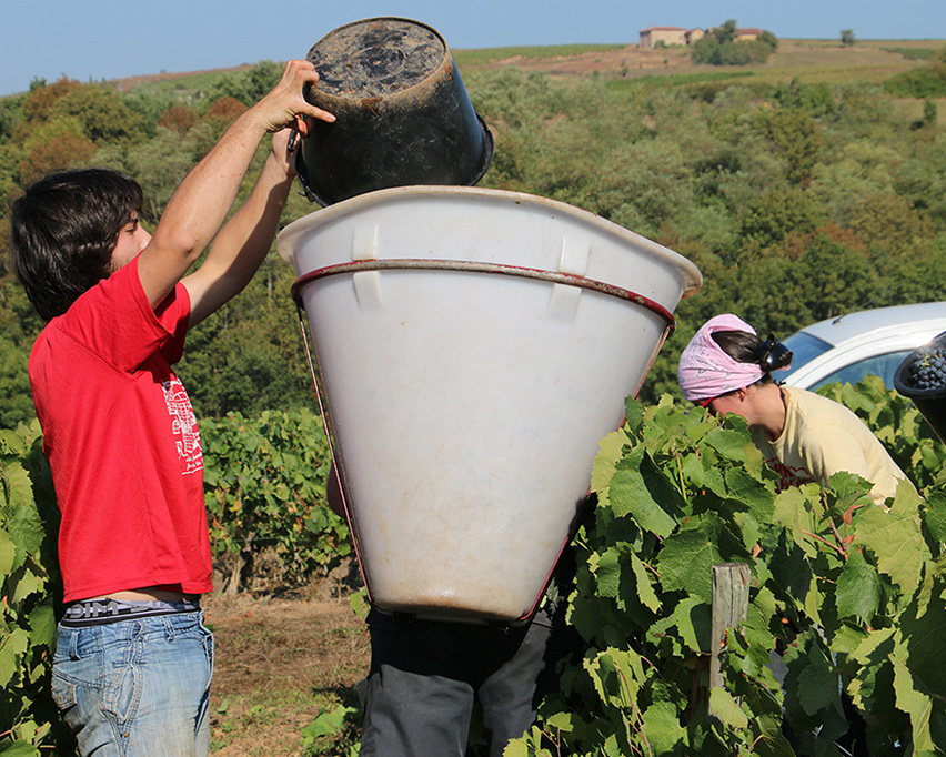 Les vendanges