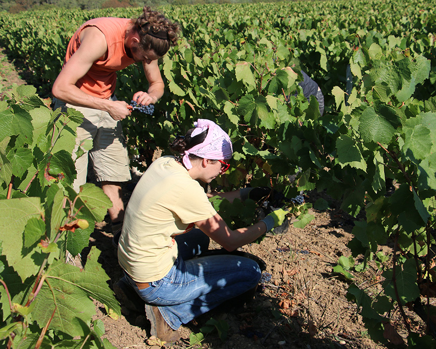 Les vendanges