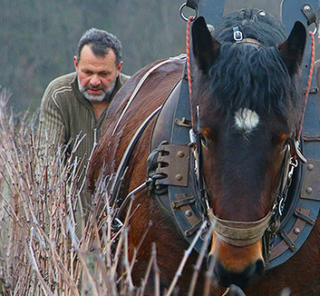 Le cheval de trait dans les vignes